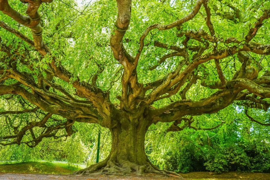 Hêtre de Bayeux
